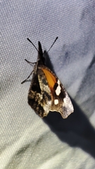 Libytheana carinenta mexicana