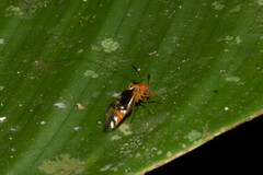 Thyrsophorinae