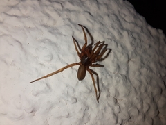 Dysderidae