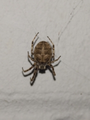 Larinioides sclopetarius
