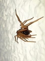 Dysderidae