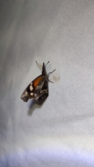 Libytheana carinenta mexicana