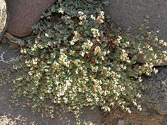 Euphorbia melanadenia