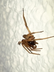 Dysderidae