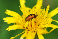 Cryptocephalus sericeus