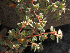Euphorbia melanadenia