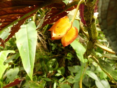 Gesneriaceae
