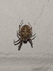 Larinioides sclopetarius