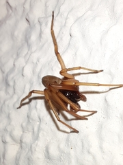 Dysderidae