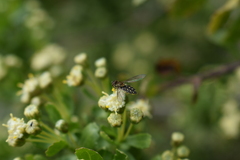 Toxomerus vertebratus