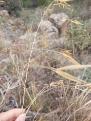 Celtica gigantea