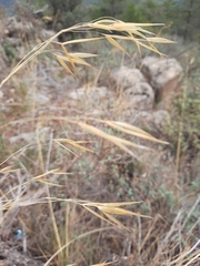 Celtica gigantea