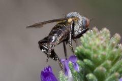 Empis pennipes