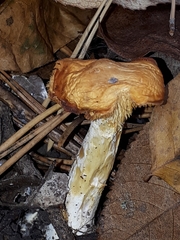 Hydnum umbilicatum