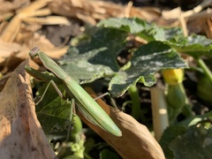 Mantis religiosa