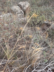Celtica gigantea