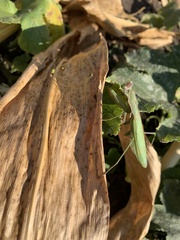 Mantis religiosa