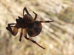 Larinioides