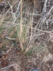 Celtica gigantea