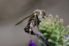 Empis pennipes