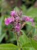 Marsh Hedge-Nettle - Photo (c) Nate Martineau, some rights reserved (CC BY-NC), uploaded by Nate Martineau