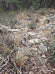 Celtica gigantea