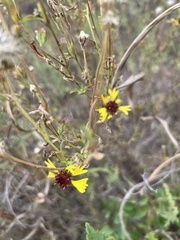 Gaillardia aestivalis