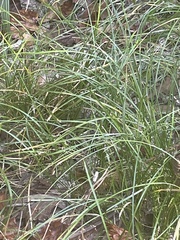 Carex cherokeensis