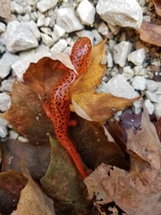 Pseudotriton ruber
