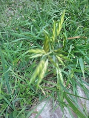 Bromus catharticus