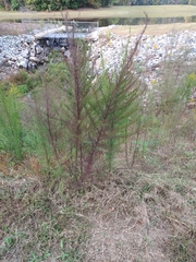 Eupatorium capillifolium