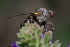 Empis pennipes