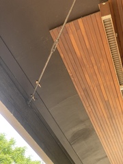 Hirundo rustica erythrogaster