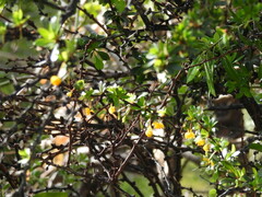 Berberis microphylla