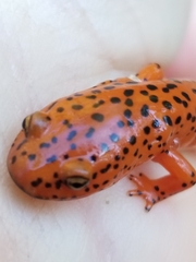 Pseudotriton ruber