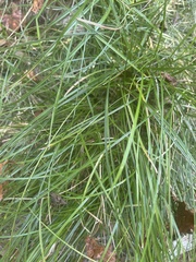 Carex cherokeensis