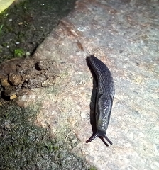 Arion hortensis