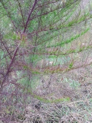Eupatorium capillifolium