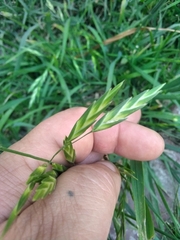 Bromus catharticus