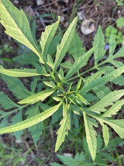 Bidens subalternans