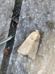 Lepidoptera