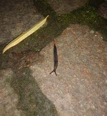 Arion hortensis