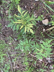 Bidens subalternans