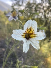 Salpiglossis sinuata