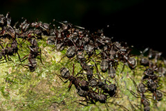 Dolichoderus decollatus