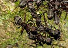 Dolichoderus decollatus