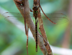 Triacanthagyna trifida