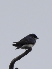 Tachycineta leucopyga