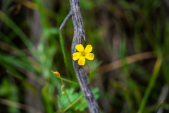 Oxalis perennans