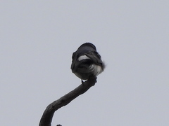 Tachycineta leucopyga